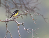 Lesser Goldfinch male